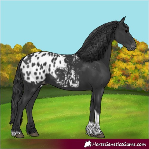 Horse Color:Black Tobiano Appaloosa 
