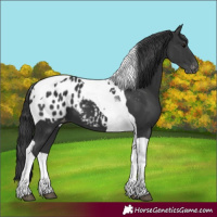 Horse Color:Black Tobiano Appaloosa