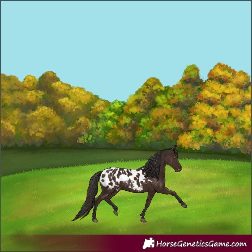 Horse Color:Liver Chestnut Appaloosa 