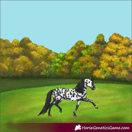 Horse Color:Black Appaloosa 
