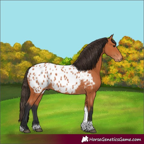 Horse Color:Bay Tobiano Appaloosa 