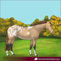 Horse Color:Buckskin Dun Tobiano Appaloosa 