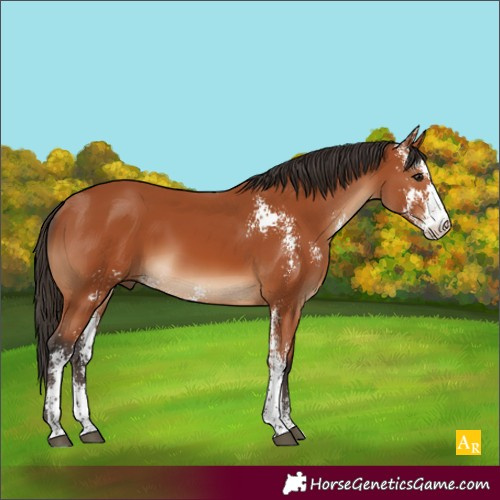 Horse Color:Bay Sabino 