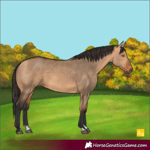 Horse Color:Bay Dun Sabino 