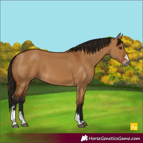 Horse Color:Gray Bay Dun Sabino 