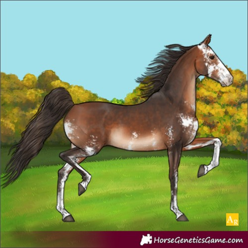 Horse Color:Bay Sabino 