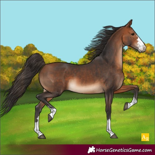Horse Color:Bay 