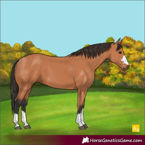 Horse Color:Unknown 