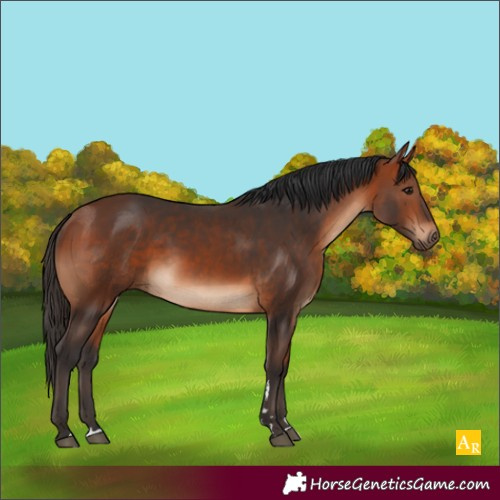Horse Color:Bay 
