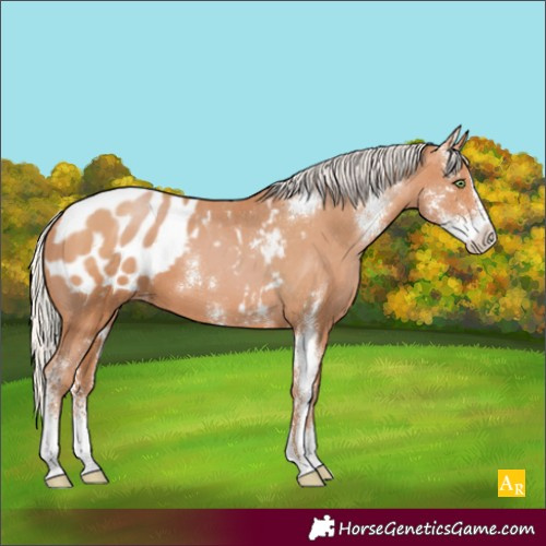 Horse Color:Silver Bay Pearl Sabino Appaloosa 