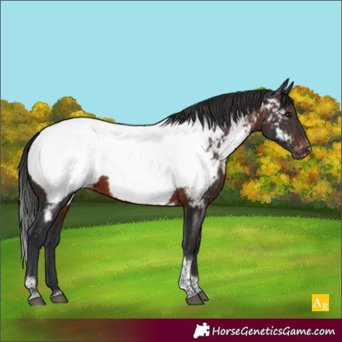 Horse Color:Brown Tobiano Appaloosa Rabicano