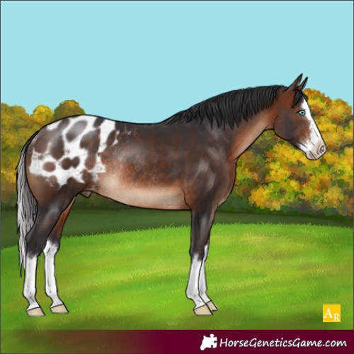 Horse Color:Brown Splash Blanket Rabicano 