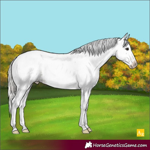 Horse Color:Silver Buckskin Sabino Appaloosa Rabicano 