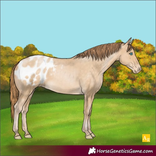 Horse Color:Buckskin Pearl Blanket Rabicano 