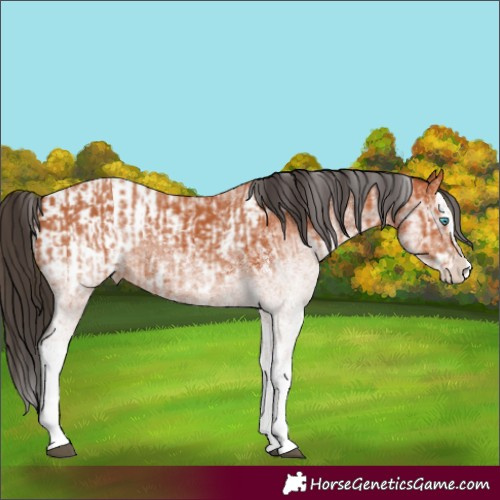Horse Color:White Spotted Bay Splash and White Spotted Bay Splash Appaloosa