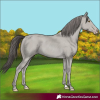 Horse Color:Classic Cream Champagne
