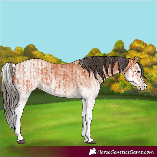 Horse Color:White Spotted Bay Splash  and White Spotted Bay Splash 