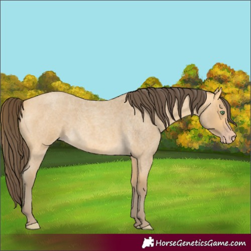 Horse Color:Amber Cream Champagne Roan 