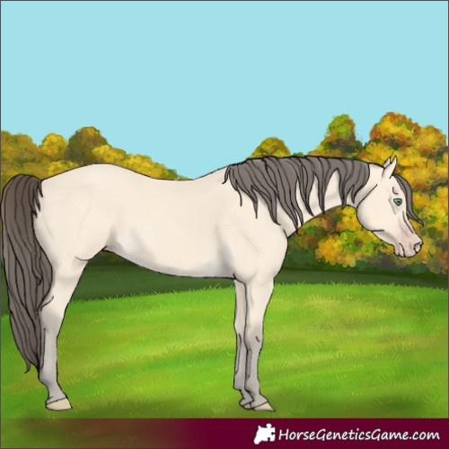 Horse Color:Amber Cream Champagne
