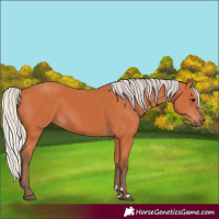 Horse Color:Silver Bay 