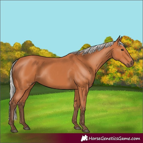 Horse Color:Silver Bay