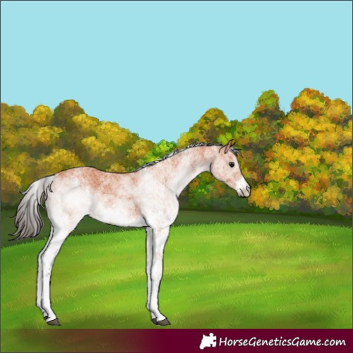 Horse Color:White Spotted Bay 
