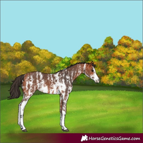 Horse Color:Bay Sabino Rabicano
