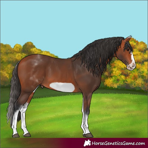 Horse Color:White Spotted Bay Frame