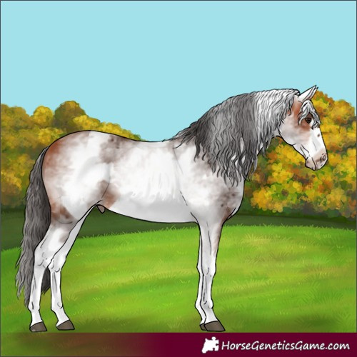 Horse Color:White Spotted Bay Frame 