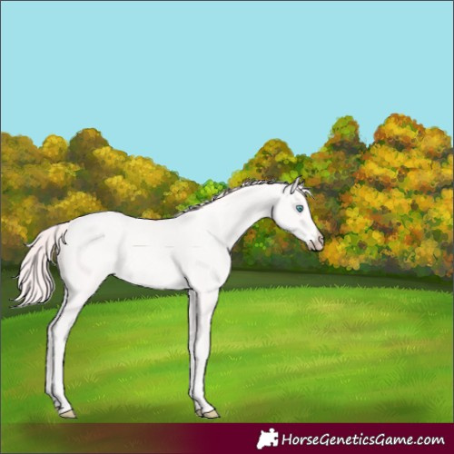Horse Color:Perlino 