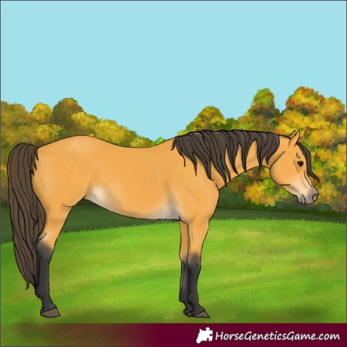 Horse Color:Buckskin 