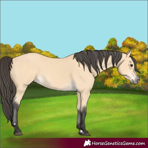 Horse Color:Buckskin 