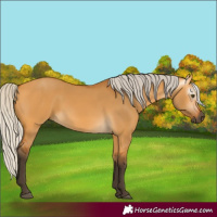 Horse Color:Gray Silver Buckskin Dun