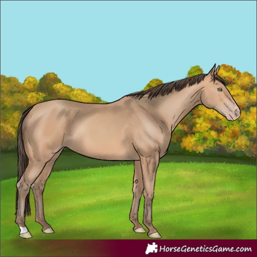 Horse Color:Amber Champagne 