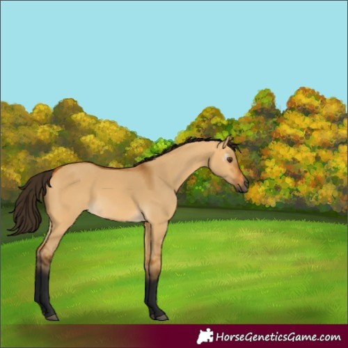 Horse Color:Gray Buckskin Dun