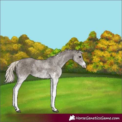 Horse Color:White Spotted Silver Smoky Black 