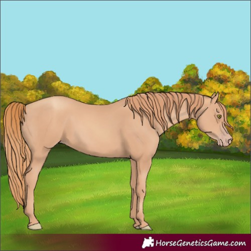 Horse Color:Gold Champagne