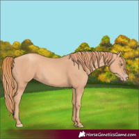 Horse Color:Gold Champagne 