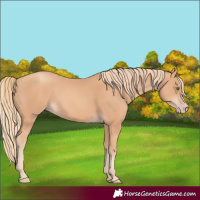 Horse Color:Gold Champagne