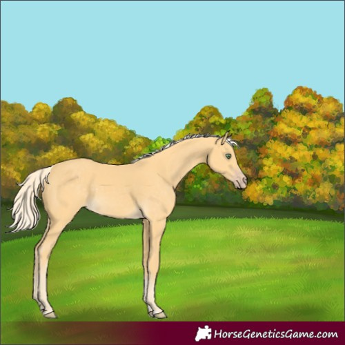 Horse Color:Gold Cream Champagne 