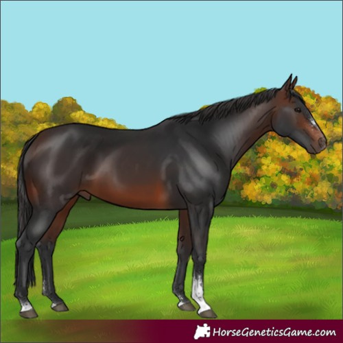 Horse Color:Brown Sabino