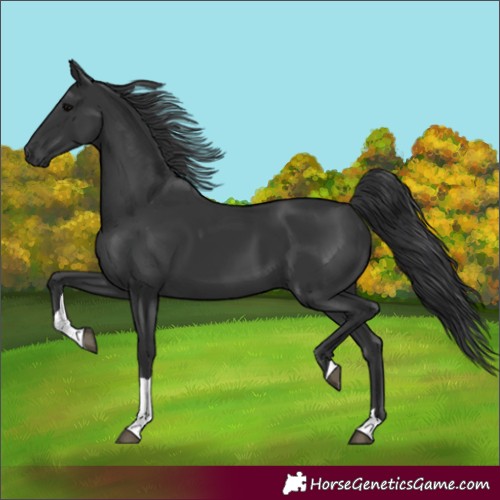 Horse Color:Black Tobiano Rabicano