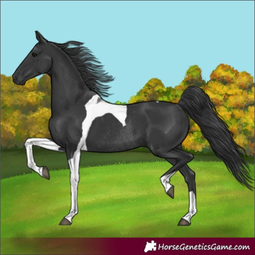 Horse Color:Black Tobiano Rabicano