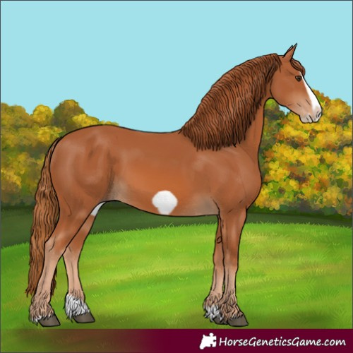Horse Color:Chestnut Splash Frame