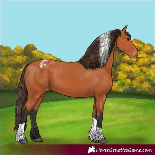 Horse Color:Bay Tobiano Appaloosa 