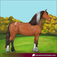 Horse Color:Bay Tobiano Blanket