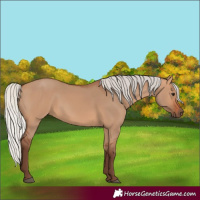 Horse Color:Silver Bay Dun
