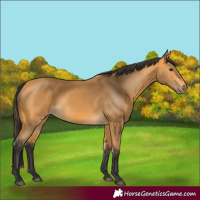 Horse Color:Buckskin