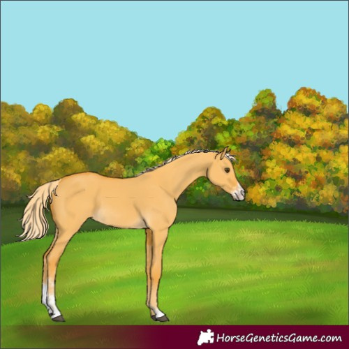 Horse Color:Palomino Dun Sabino