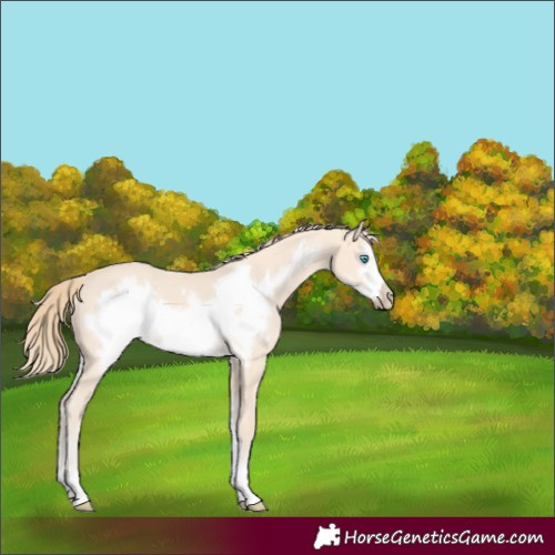 Horse Color:Perlino Sabino Frame Rabicano 